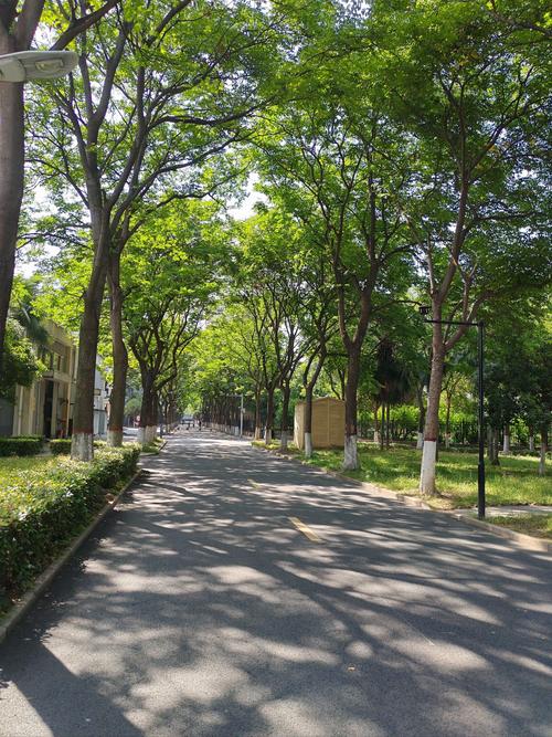 阳光大道是什么地方的道路？(揭秘起源故事出人意料！)