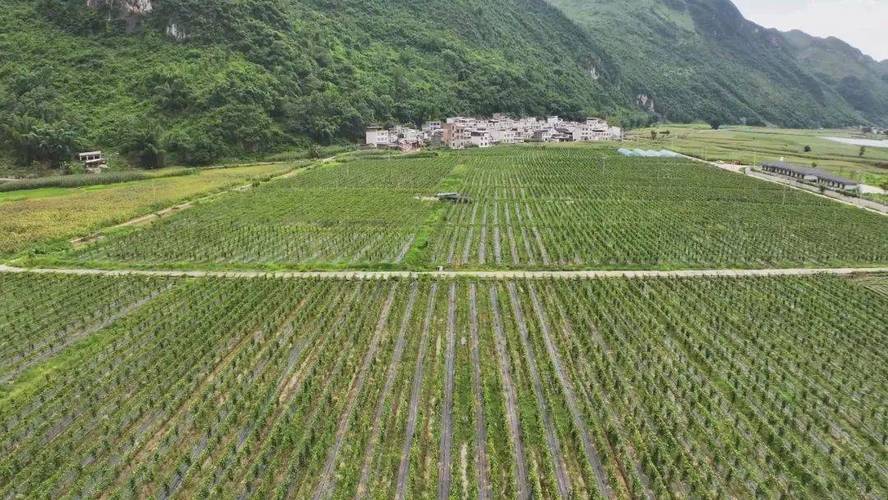 贵州省望谟县种植作物名声响亮？重点品种大解析！