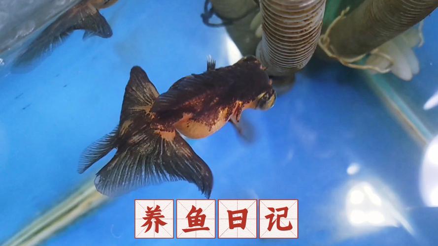 黑屋子里养金鱼会变成什么颜色惊人变化？看实际实验效果吧！