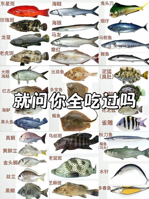 为什么说海鱼是正宗鱼？生活在海里的道理一看就懂！