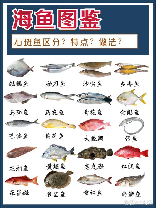为什么说海鱼是正宗鱼？生活在海里的道理一看就懂！