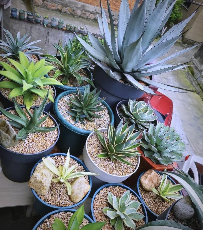长期放卧室植物有危害吗？这几类盆栽千万别放床边！