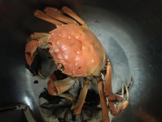 螃蟹煮熟变红还能吃吗？教你1分钟看懂新鲜度秘诀！