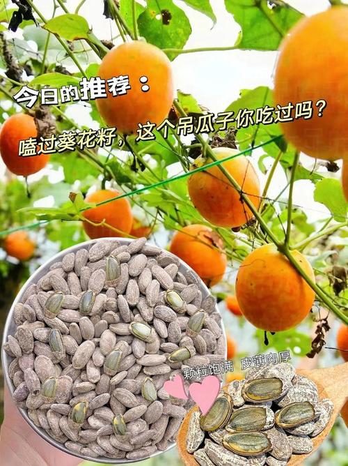 明朝人民爱嗑瓜子原因：学者解析背后的文化影响