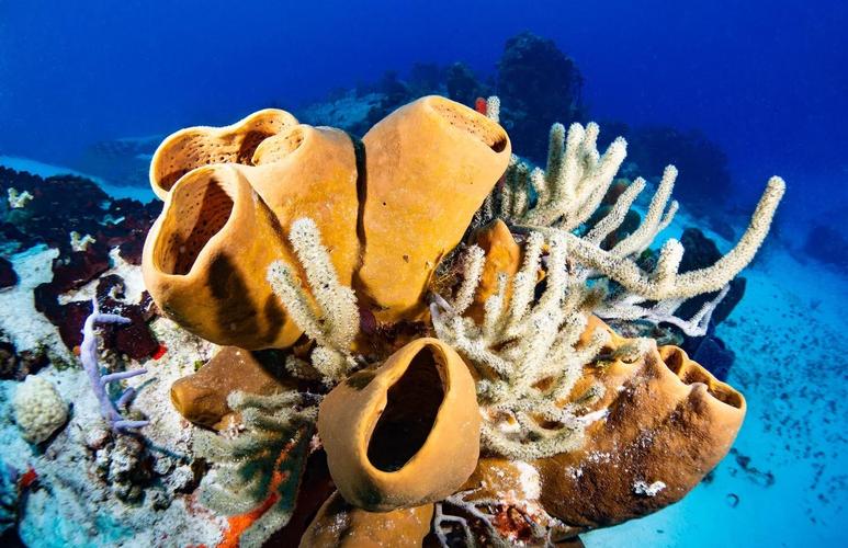 海洋里的海绵是动物还是植物？(终于搞清楚了，结果太神奇)