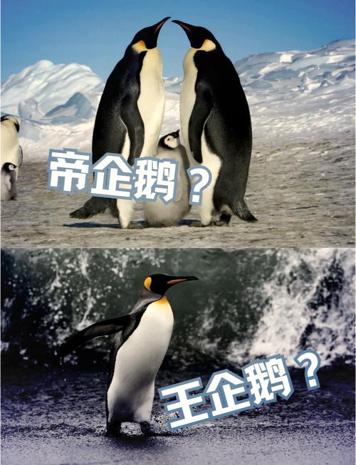 最大的企鹅之王叫什么？了解它的神奇生存之道