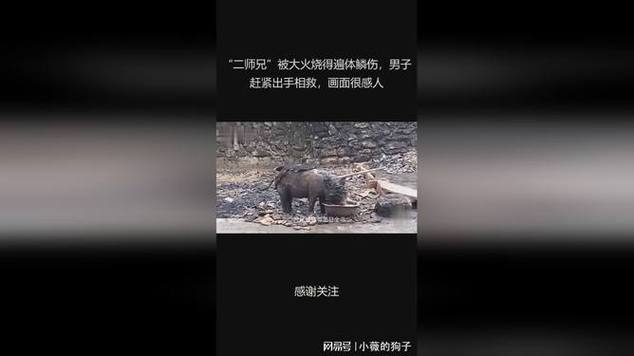大火烧山野兽伤打一生肖好玩吗？新手必看规则解析