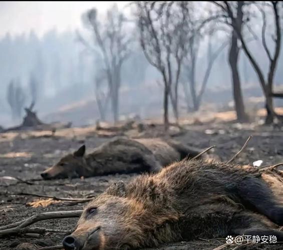大火烧山野兽伤打一生肖好玩吗？新手必看规则解析