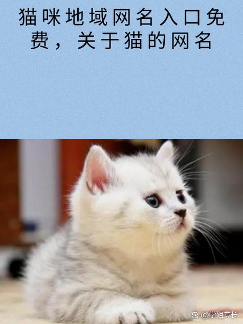 新版猫咪地址如何查找？老用户分享有效途径！
