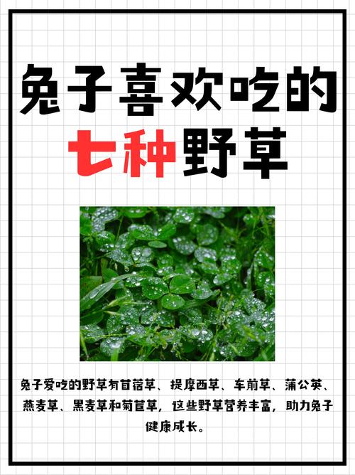 兔子更喜欢牧草还是胡萝卜营养对比（健康喂养全指南）