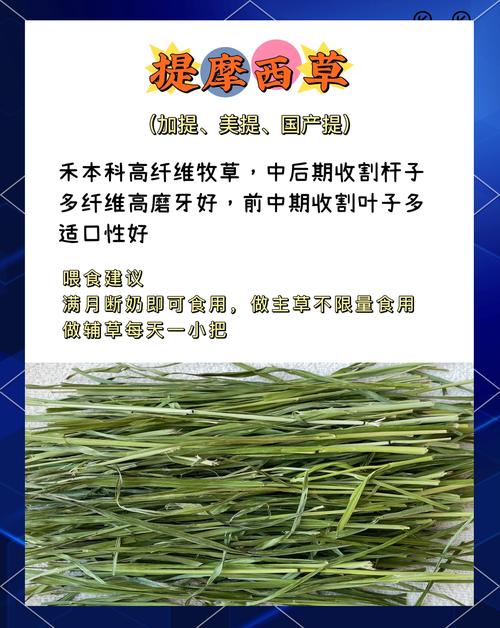 兔子更喜欢牧草还是胡萝卜营养对比（健康喂养全指南）