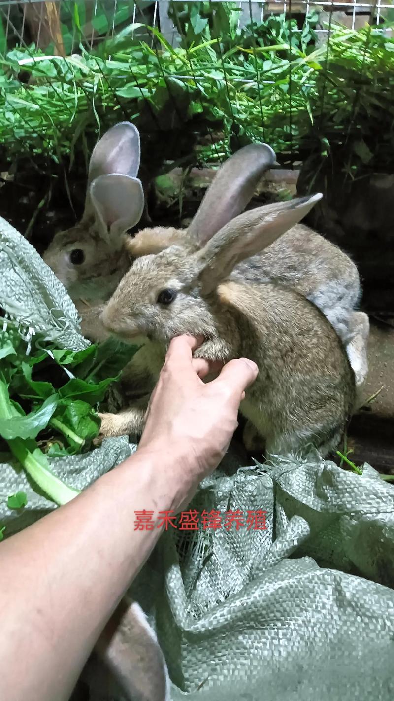 兔子更喜欢牧草还是胡萝卜营养对比（健康喂养全指南）