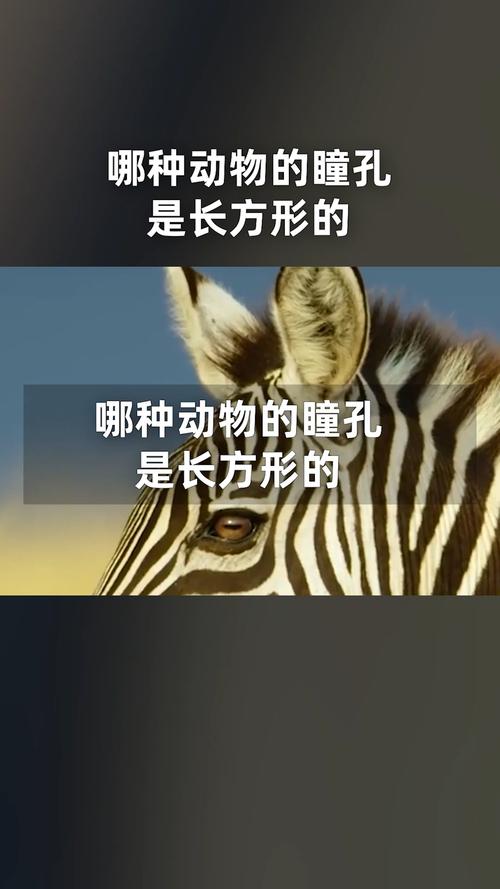 瞳孔长方形的动物有哪些？意想不到的是这种家畜