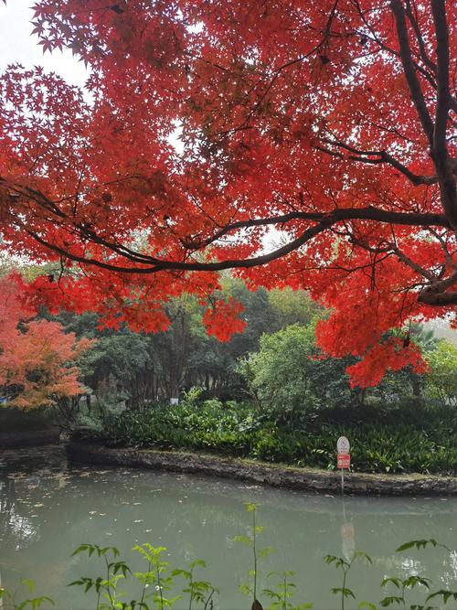 霜叶红于二月花是什么植物？看完这篇你就能全知道！