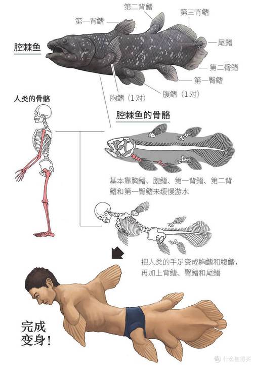 人们从以下哪种动物身上得到启发？选对动物创意立马不一样！