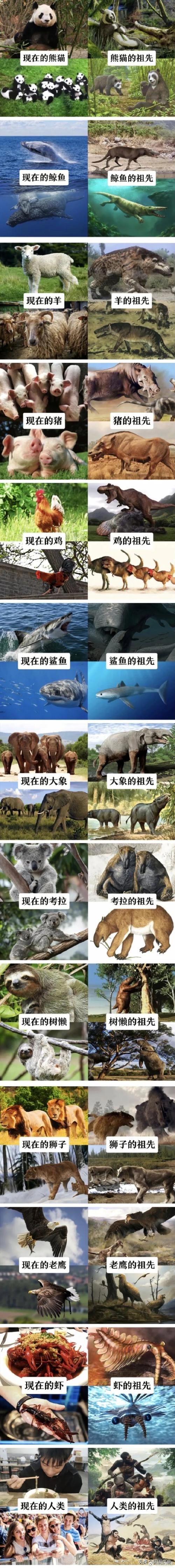 人们从以下哪种动物身上得到启发？选对动物创意立马不一样！