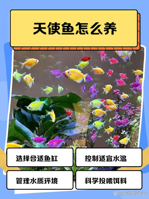 龙鳞天使鱼群怎么养？5个简单技巧新手必看！