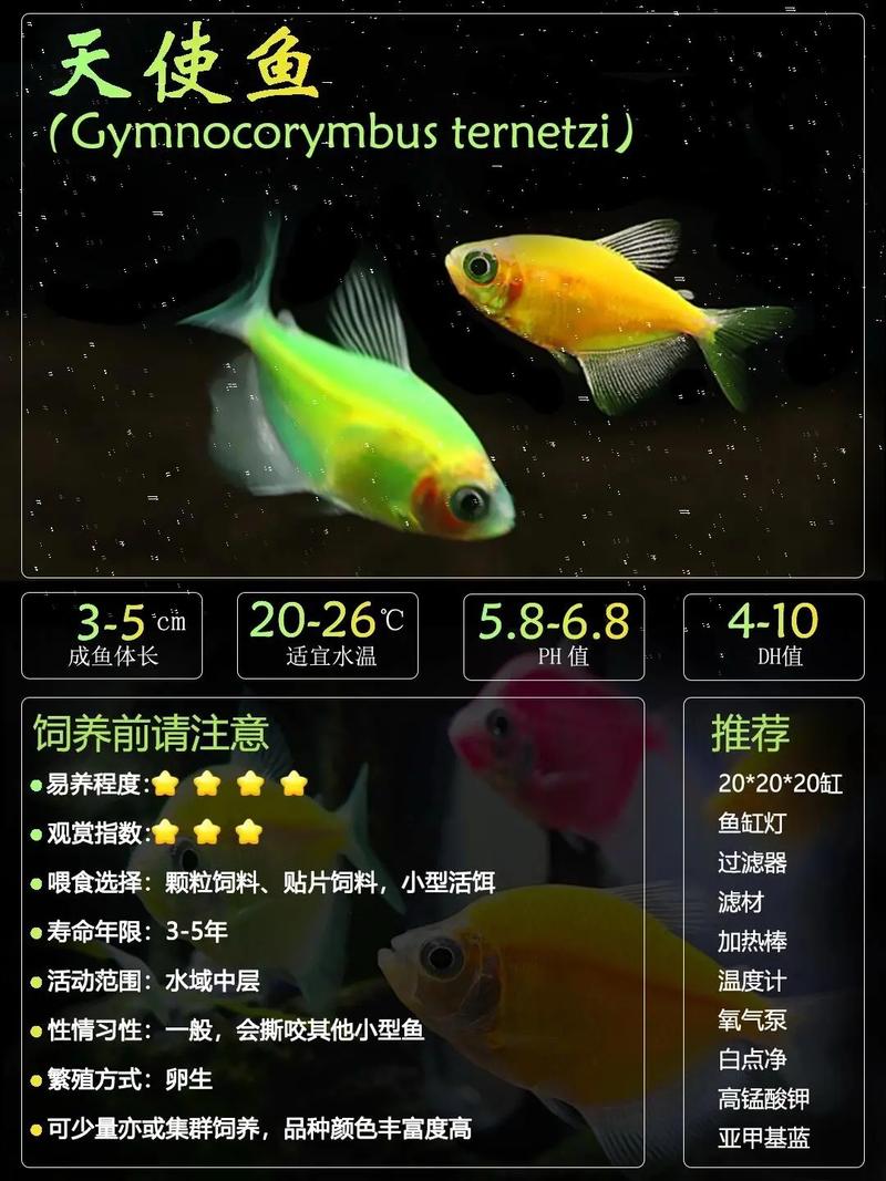 龙鳞天使鱼群怎么养？5个简单技巧新手必看！