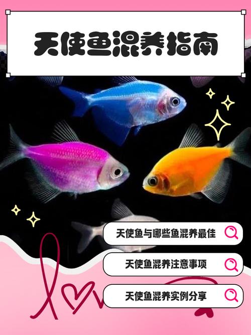 龙鳞天使鱼群怎么养？5个简单技巧新手必看！