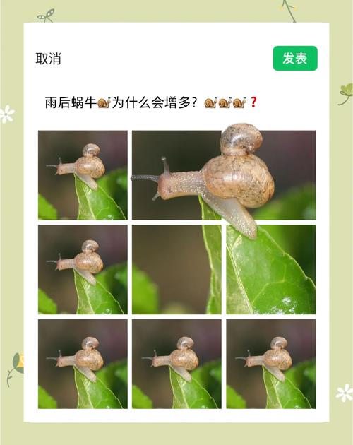 雨后蜗牛为什么爬到水泥墙上？动物专家道出真实秘密