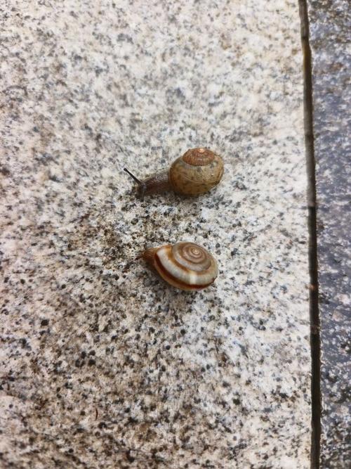 雨后蜗牛为什么爬到水泥墙上？动物专家道出真实秘密
