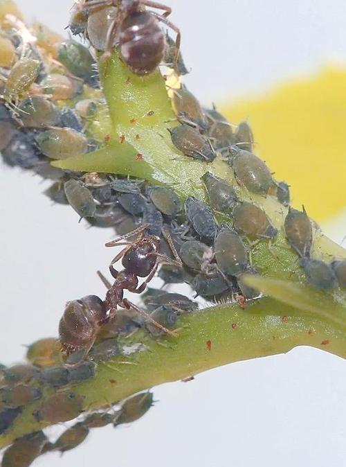 哪种植物会寄生在蚂蚁庄园(这些寄生植物的故事真惊奇快看！)