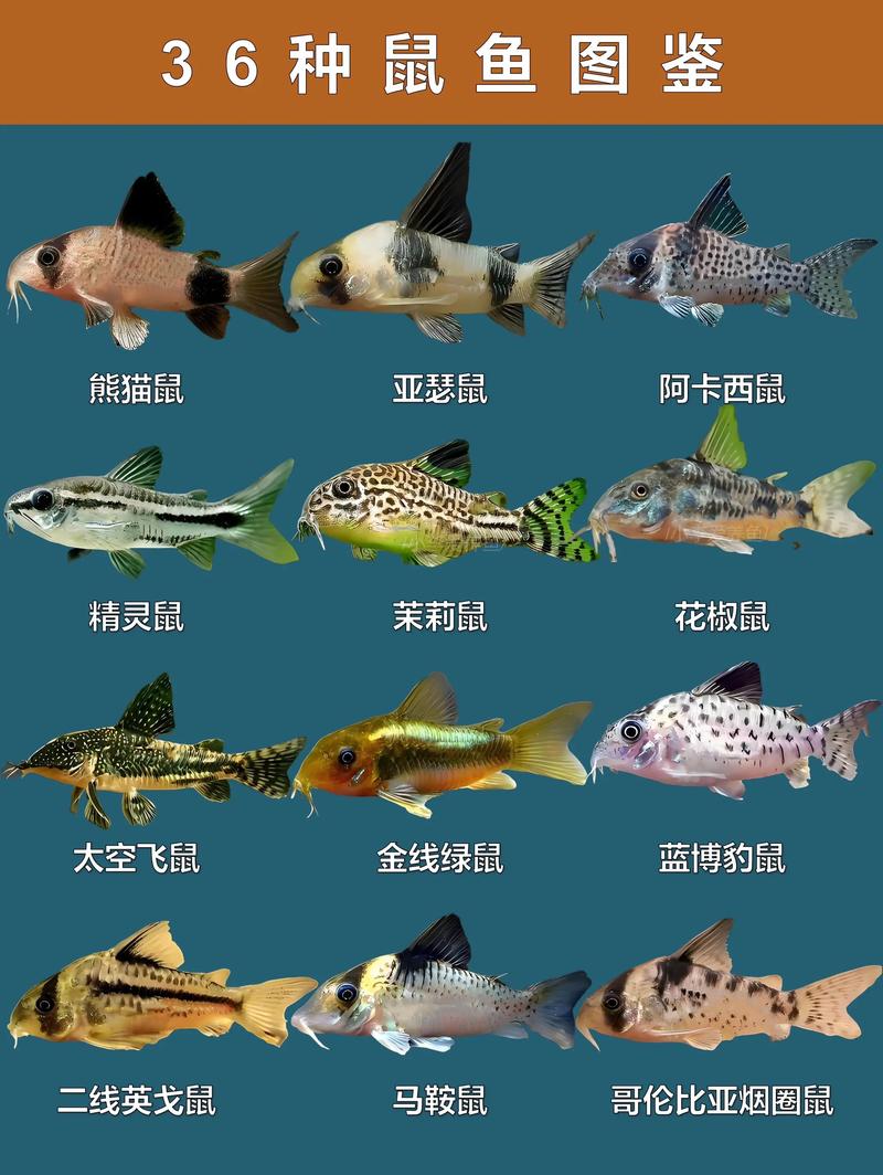 鼠尾鱼在哪钓最好？旺季时间地点全攻略！