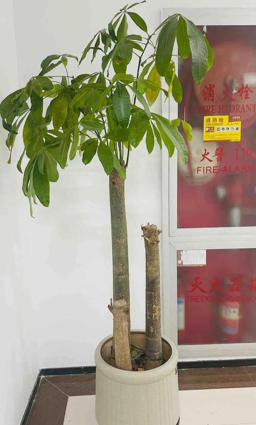 财蜂发财树靠谱不？靠谱投资理财新选择！