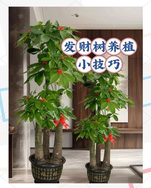 财蜂发财树靠谱不？靠谱投资理财新选择！