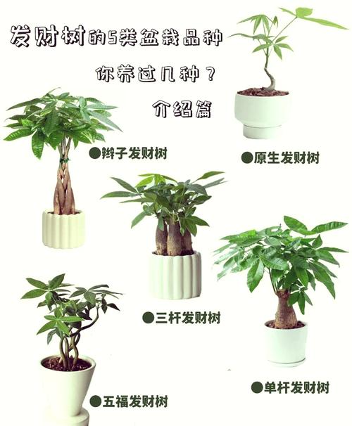 财蜂发财树靠谱不？靠谱投资理财新选择！