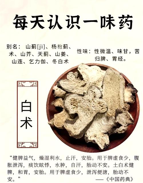 白术怎么读才对？掌握这个技巧发音准！
