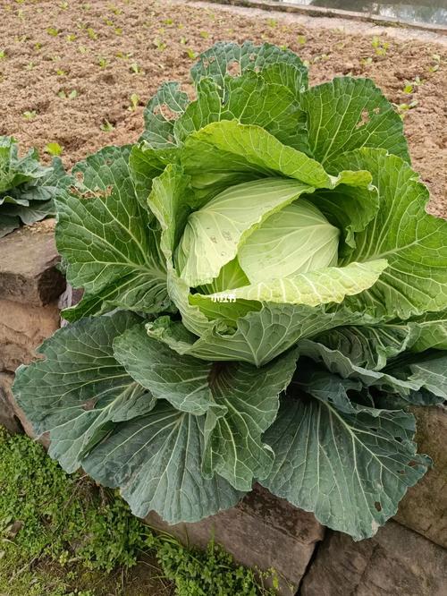 哪里买基萨尔野菜？推荐这些靠谱购买渠道！