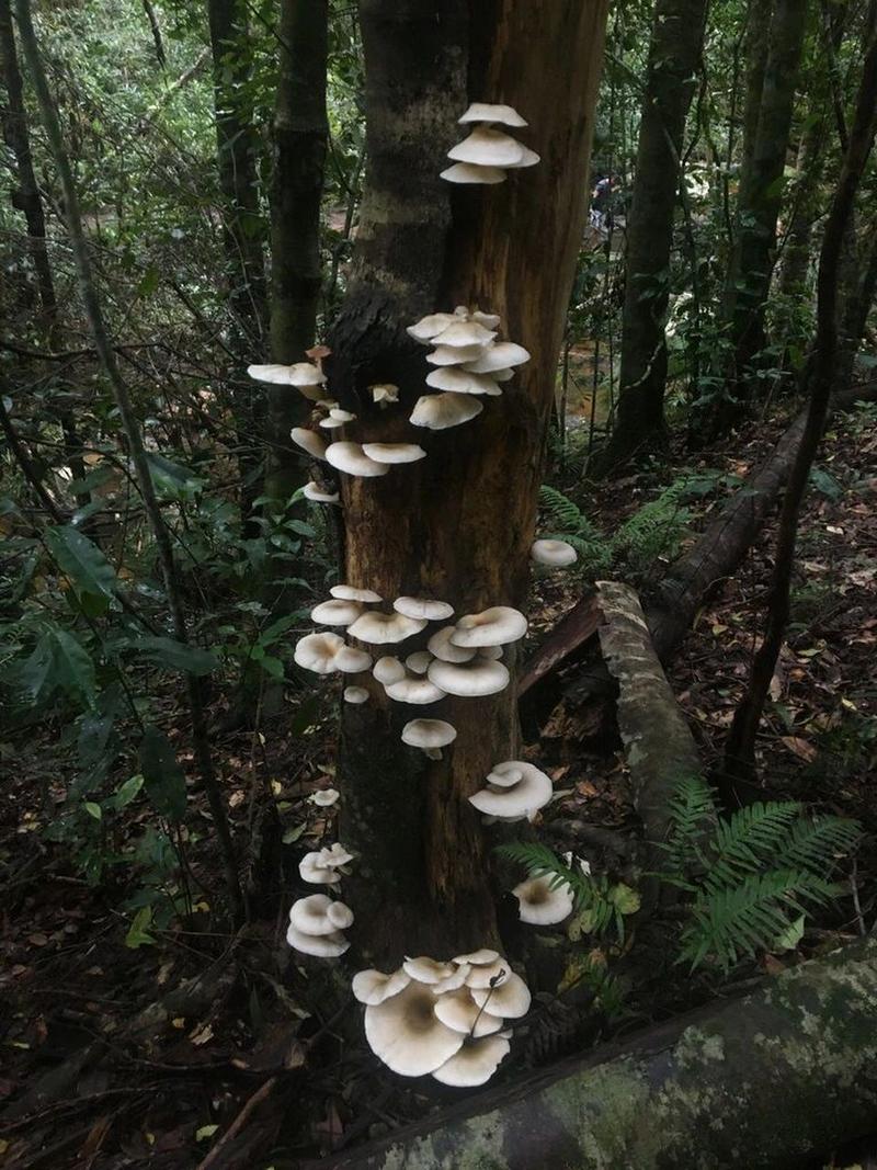 幽灵菇为什么会在晚上发光？科学原理原来这么简单！