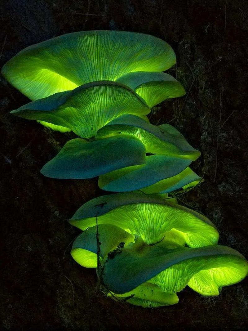 幽灵菇为什么会在晚上发光？科学原理原来这么简单！