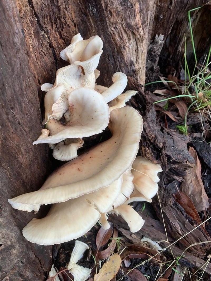 幽灵菇为什么会在晚上发光？科学原理原来这么简单！