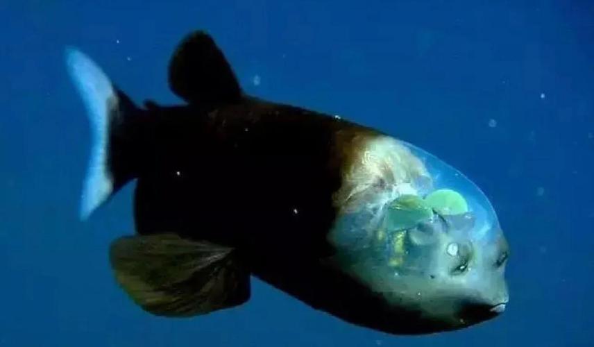 管眼鱼真的存在吗？解密这种深海怪物让你大开眼界！