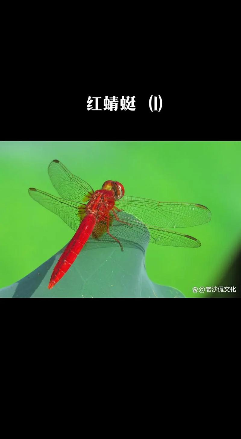 红蜻蜓抓图怎么截取长图?手把手教你三种滚动截图方法!