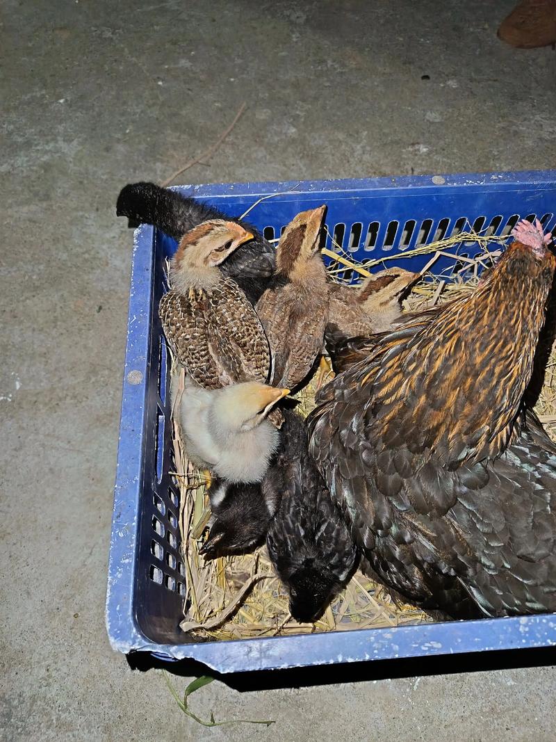 2023小鸡今日正确答题查询总出错？解决这个问题很简单