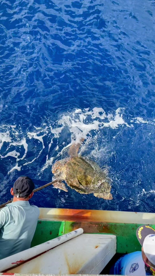 海龟垂钓是否合法？各地政策和注意事项详解！