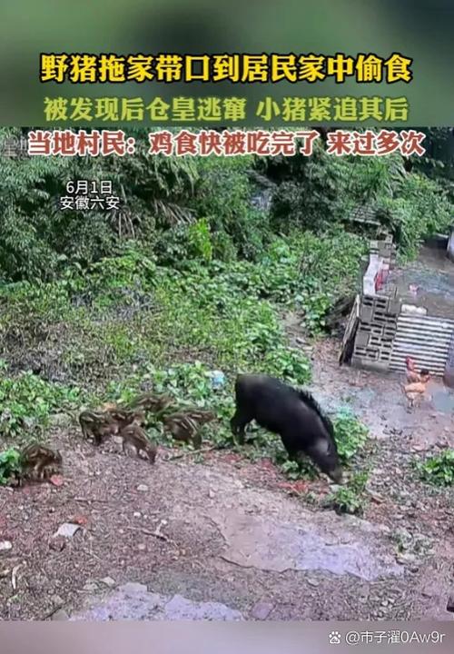 野猪之速能达到多少码？老猎人告诉你野猪奔跑的真实数据！