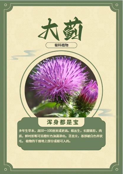 血蓟交易是合法的吗？触碰禁忌后果简直不敢想象！