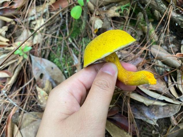 蘑菇山宝库游玩攻略？这些要点得知道！