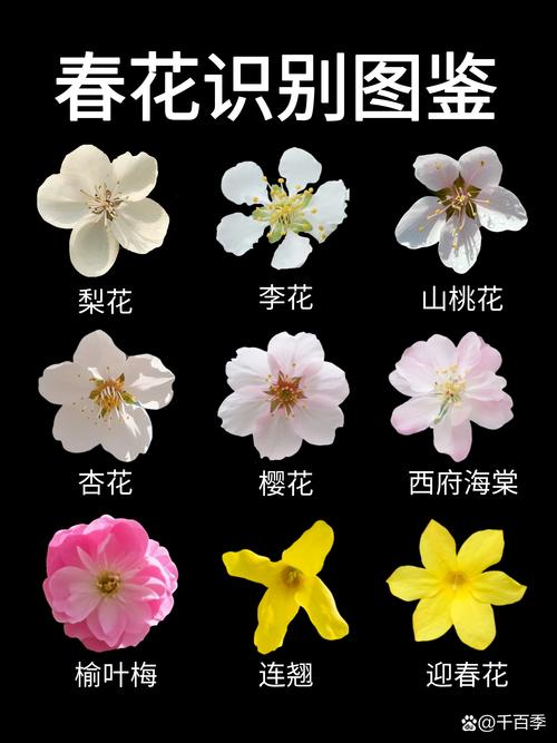 花瓣搜索和百度有啥不同？一文搞懂它们的核心区别！