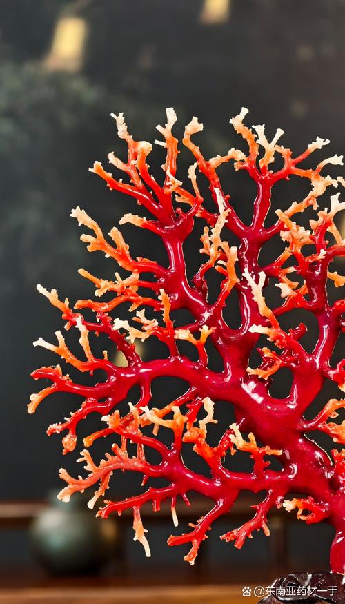 铁珊瑚到底是什么东西？3分钟带你了解它的神秘特性和来源！