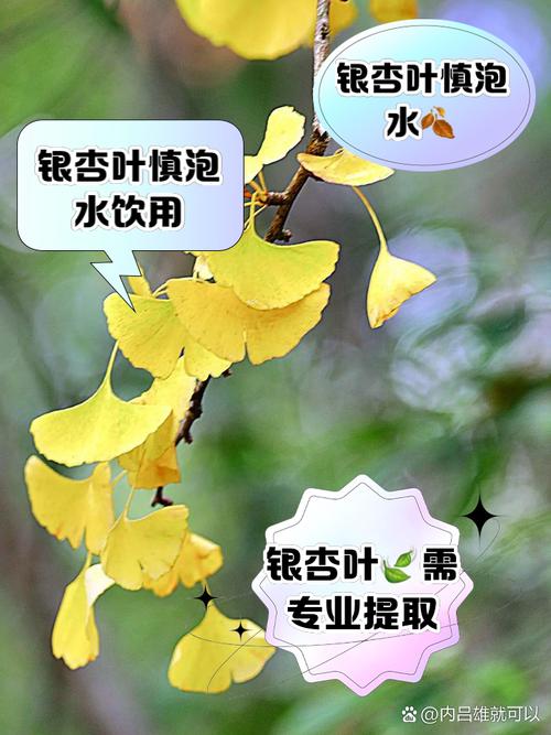 新鲜银杏叶泡水喝能降血压吗蚂蚁？避免坑点安全小贴士！