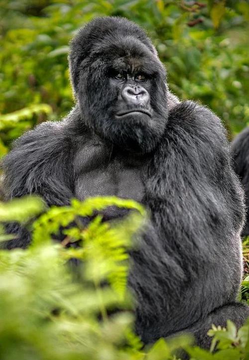 哪里可以下载正版猩猩助手？认准这个渠道安全又靠谱！