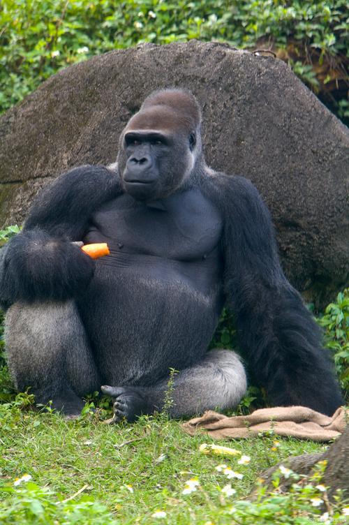 哪里可以下载正版猩猩助手？认准这个渠道安全又靠谱！