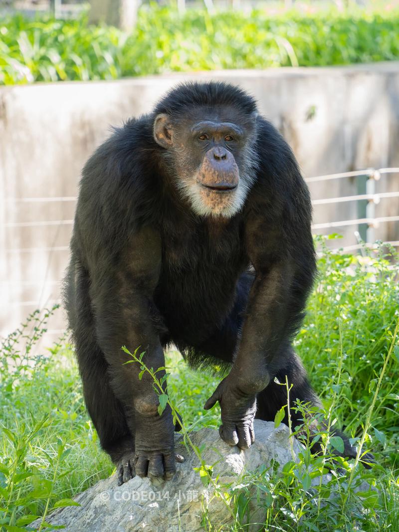 哪里可以下载正版猩猩助手？认准这个渠道安全又靠谱！