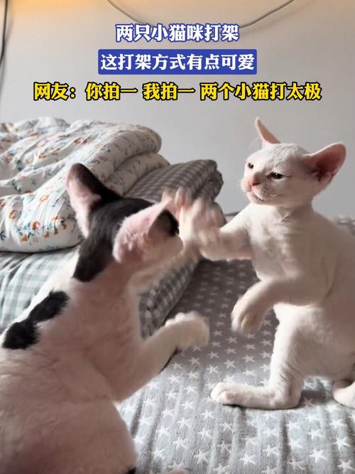 家里两只猫咪大战怎么办？5个方法让它们和平相处！