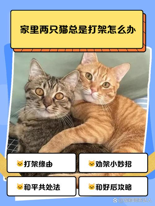家里两只猫咪大战怎么办？5个方法让它们和平相处！